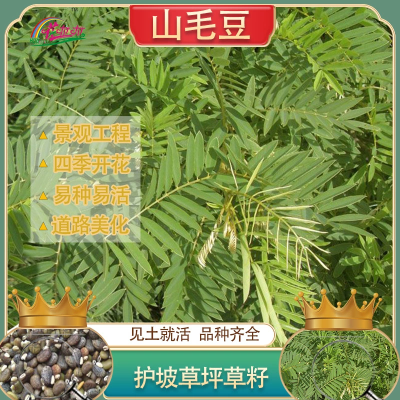 Защита склонов, фиксация почвы, семена кустарниковой травы, семена горных бобов, озеленение горных Горохов, семена газонов, вечнозеленые все сезоны