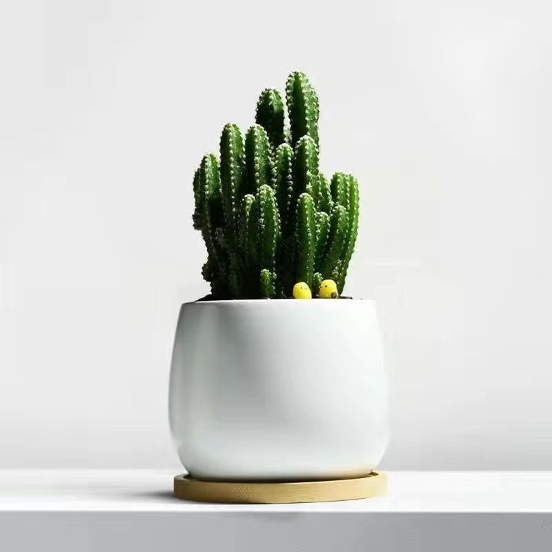 Árbol de la fortuna Planta de interior en maceta Sala de estar Planta verde resistente a la sombra Oficina Flores de escritorio Evergreen Evergreen Evergreen Evergreen Evergreen