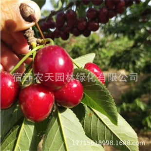 �t��܇���Ә�����Ҙ��m�Ϸ������Nֲ����ͥԺ���䰫�����Ҙ���