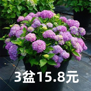 Hydrangea Seedlings Bloom Endlessly in Summer and Are Easy to Grow. Potted Flower Plants Are Easy to Grow Indoors All Year Round