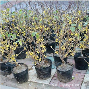 �D÷���������ԅ������dͥԺ�L���䰫���Ϙ�ԭ������Ϟ÷�ͺ�۳��