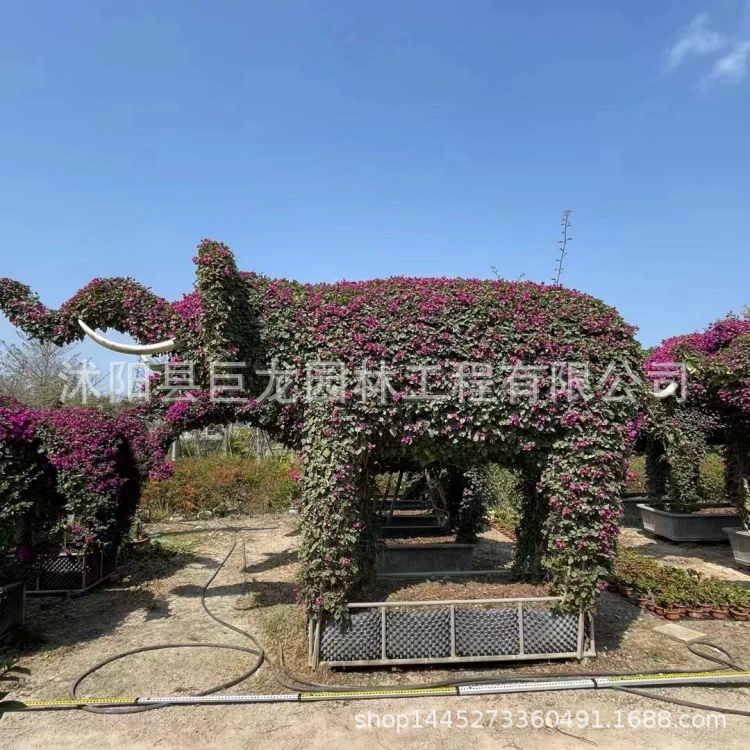 Форма динозавра, форма дельфина, форма животного, форма национального герба бугенвиллии, пони, слон, бегемот, жираф