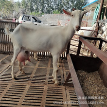 关中奶山羊养殖 奶山羊养殖利润分析 萨能奶山羊