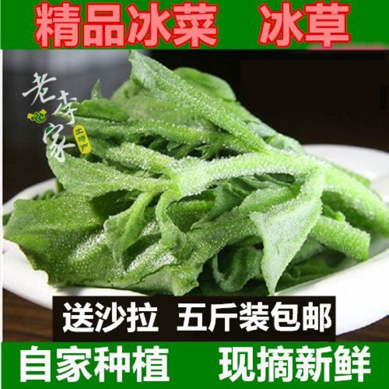 Shandong fresh Salad Farm Vegetables Hot Pot Ingredients precooked and ready to be eaten Salad Ice crystals