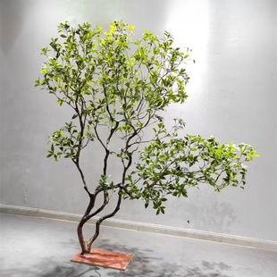 �����R��ľ�߶˾Gֲ���쾰�����b�������҃Ⱦ��^���R�[�����