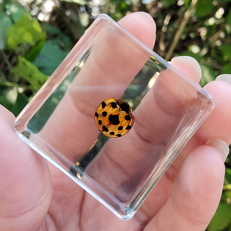 청록색 무당벌레