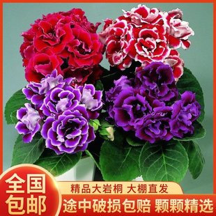 �ذ����ͩ���縻�Fܽ�ػ����҃��^�p���Ԏ���������ֱ�l�ļ��_��