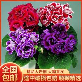 重瓣大岩桐花苗富贵芙蓉花卉室内观赏盆栽带花苞基地直发四季开花