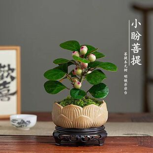 С����������Ԏ����l؛�҃ȾGֲ���ܿ͏d�k����������ؔ�[��ֲ��