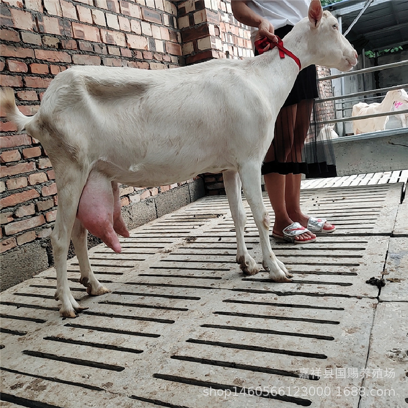 销售奶羊 成年美国白山羊 活体小羊羔 萨能奶山羊怀孕母羊