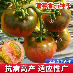 ��ݮ���ѷN��ˮ�����ѷN�ݳ����ļ��̨�����FƤ�����߲��ѷN��ȫ