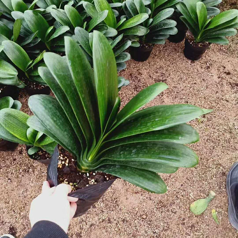 Four Seasons Clivia Горшечные растения с цветочными бутонами Маленькие саженцы Цветы и растения Комнатные легкие для жизни Зеленые растения Гидропоника Хорошая приподнятая и мясистая энциклопедия