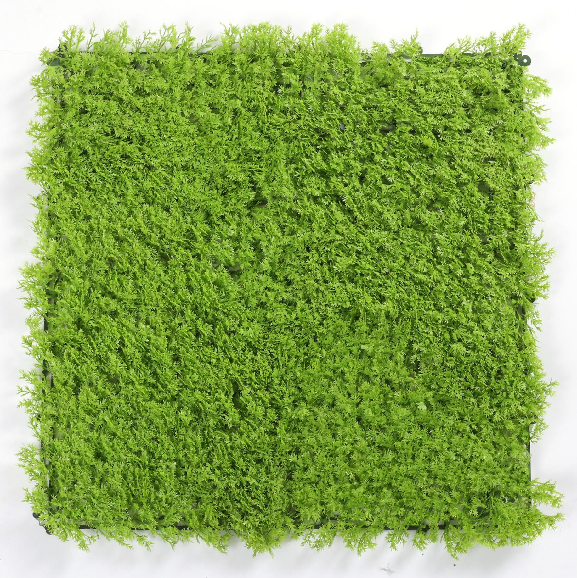Light green cypress