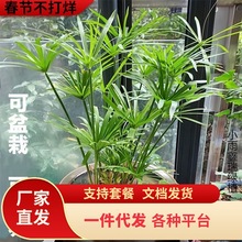 一件代发水生水培植物水竹盆栽水棕竹鱼缸水池塘造景绿植旱伞草风