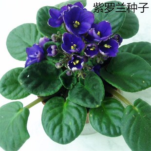 Bulk Violet Seeds Grass Osmanthus Four Peach Grams of Grass Violet Seeds with High Ornamental Value Wholesale