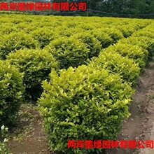 金叶女贞球基地大量 大叶黄杨 金边黄杨红花继木龟甲冬青小区绿化