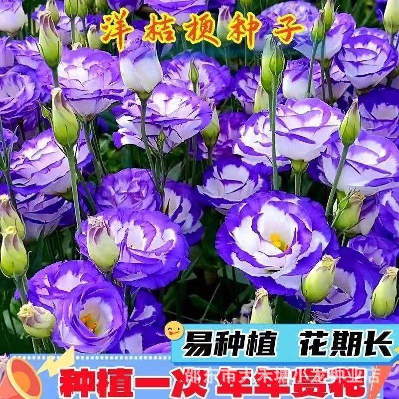 Authentic eustoma flower seeds four seasons sowing easy to grow bloom indoor outdoor potted ground planting rose seeds