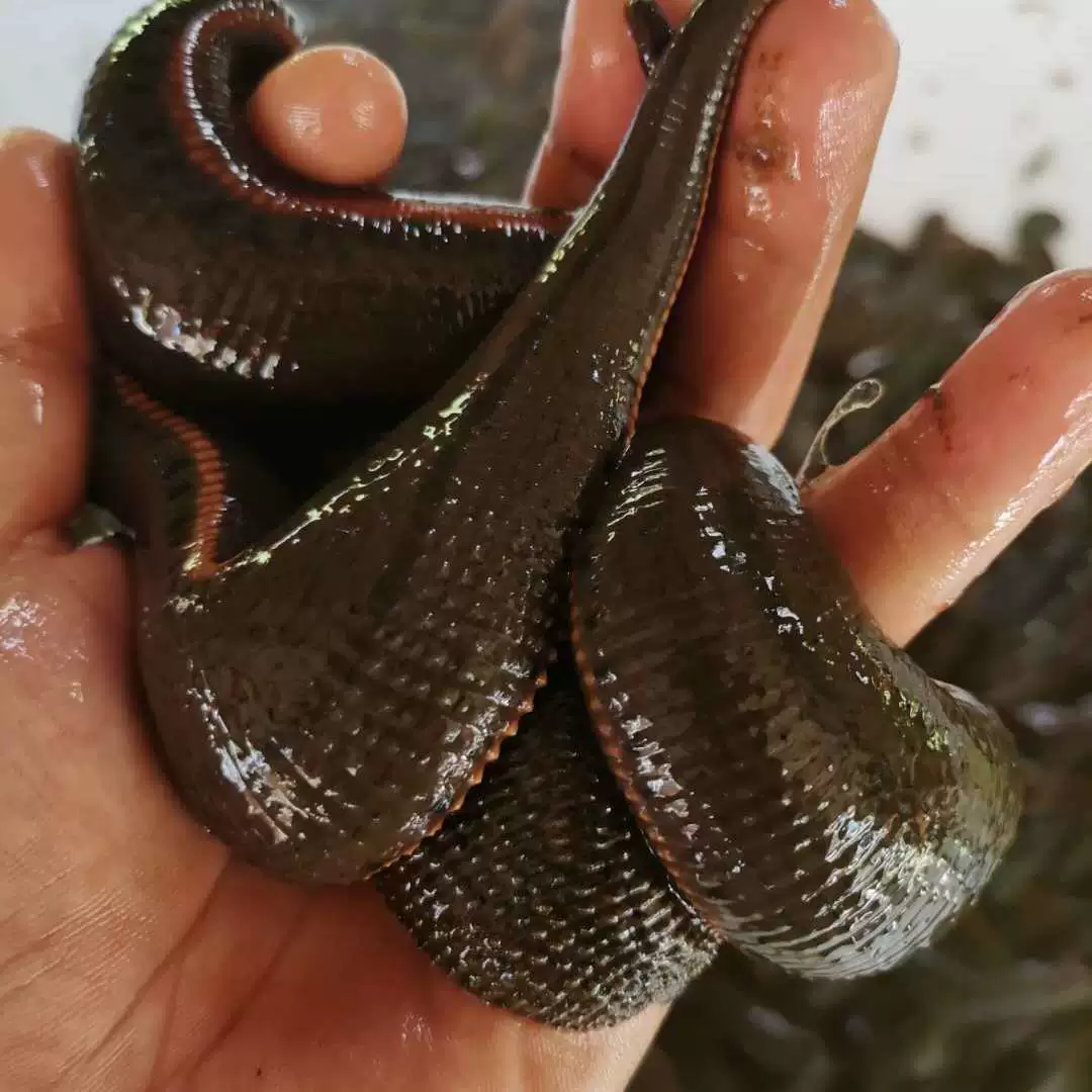 Живые пресноводные кровопососы для аквакультуры, чистокровные золотистые кровопососы, свежие кровопососы по 500 г каждый, рассада кровопососов.