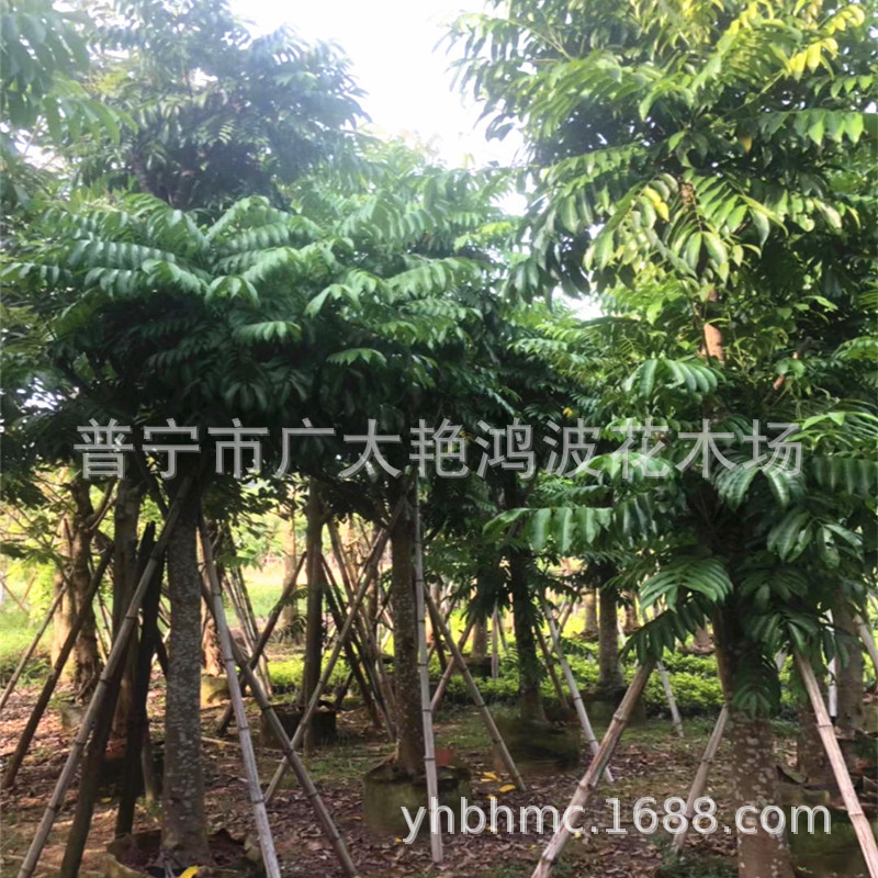 广东仁面子树 行道树 庭院树人面子树苗广东绿化市政工程公园苗木-阿里巴巴