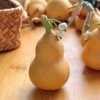 Gourd [Drunk Bamboo Smoke] 4-6cm [Wrapped line]