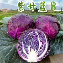 紫甘蓝种子紫色卷心菜紫包菜阳台庭院蔬菜种子四季易种高产蔬菜籽