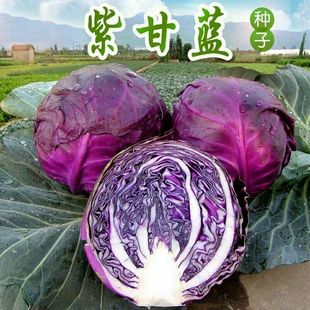 �ϸ��{�N����ɫ���Ĳ��ϰ����̨ͥԺ�߲˷N���ļ��׷N�߮a�߲���