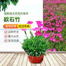 �Wʯ�����������l�Wʯ�񻨲�ֲ���ƺ�绨�ļ��_���ر�ͥԺ�G��