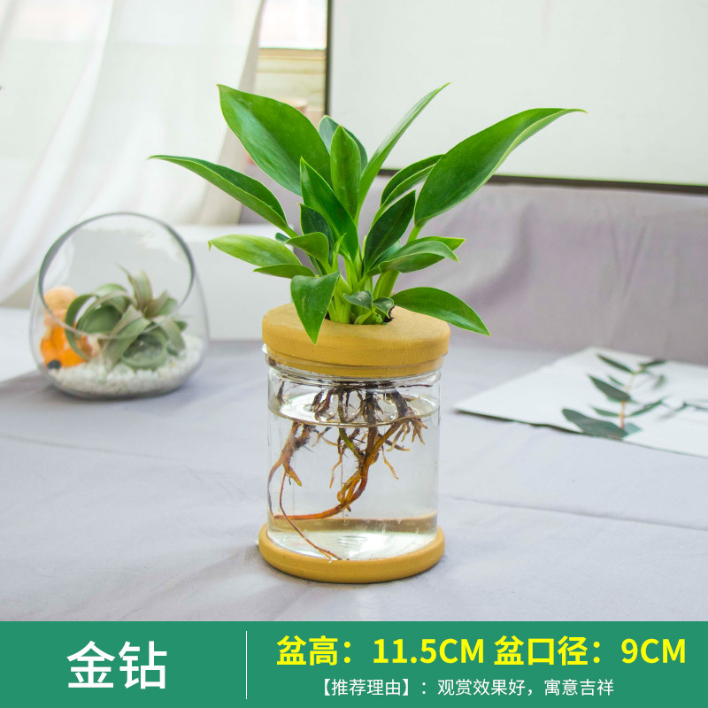 Plantas hidropónicas en maceta de flores de oficina de flores pequeñas plantas verdes en todas las estaciones, fácil de cultivar plantas en maceta de agua suculenta.