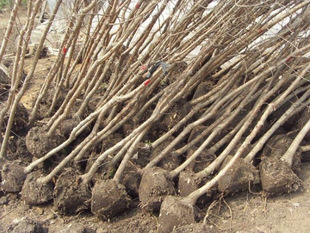 Dropshipping Tassel Flower Sapling Tassel Tree Villa Courtyard Front Landscape Tree Greening Sapling Big Tree April Snow