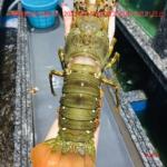 新鲜小青龙龙虾鲜活大龙虾澳洲龙虾冰鲜冷冻大虾海鲜水产花龙龙虾