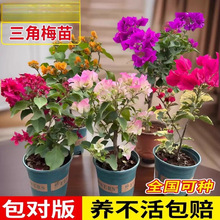 �ذ�����÷С��G���ļt�ѿ������ļ��_�������̨ͥԺ¶̨����