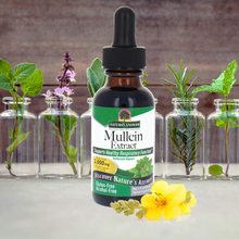 毛蕊花提取物滴液Mullei Extract Drops 跨境专供 源头工厂批发