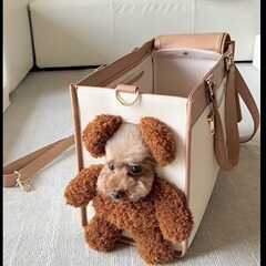 かわいいお出かけ大容量バッグ可露頭熊ぬいぐるみバッグワンショルダーバッグ小型犬手提げ袋ペットバッグ