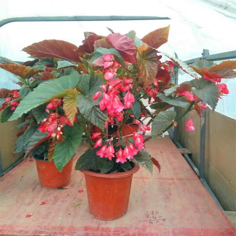 四季开花竹节海棠秋海棠室内小盆栽花卉观花植物客厅阳台花卉绿植