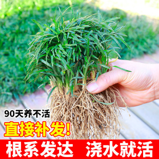 �ձ��������������݄e��ͥԺ�G��䁵�ֲ�：�~��߅�ͺ��͟����