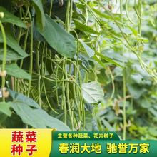 ���L�����N�����ܶ��ǷN���S�a��ͥ��Ʒ�N���ǷN�ݶ��v�߲˷N��