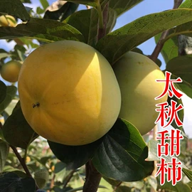 园林果树;乔木;灌木