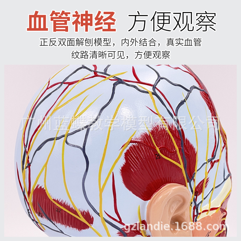 ͷ��ǳ�� �� Ѫ�ֲܷ�ģ�� ����ͷ������ ͷ­���ʹ���Ѫ��ģ��