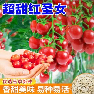 �t�}Ů���N�N���ļ��߮a����С���ѷN���̨��������ˮ���߲˷N��