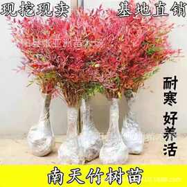 南天竹苗庭院种植红天竺火焰树苗庭院绿化植物红叶耐寒花卉色块苗