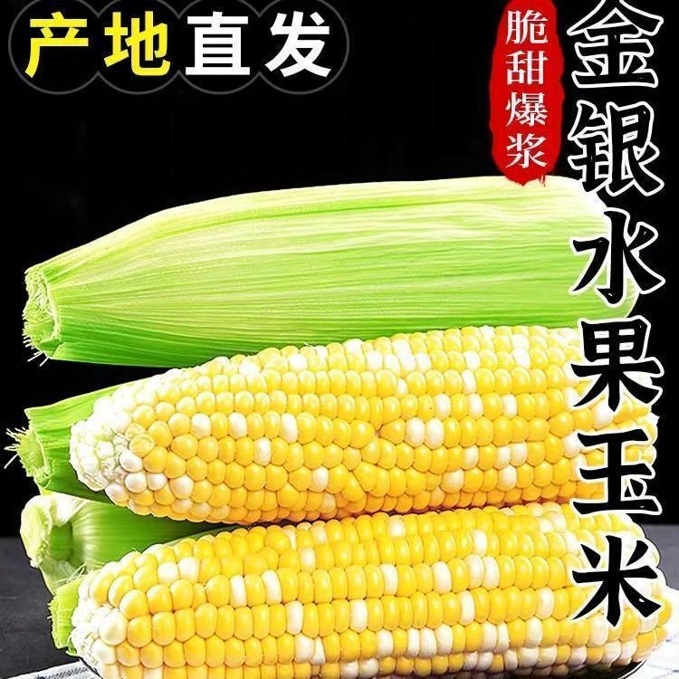 Юньнаньская золотая и серебряная фруктовая кукуруза 4.5kg Сладкая кукуруза на кукурузной початке Свежесобранные клейкие свежие сырые овощи Бесплатная доставка 10