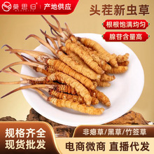 精选本草生态繁育虫草冻干对足明显非西藏那曲青海玉树冬虫夏草