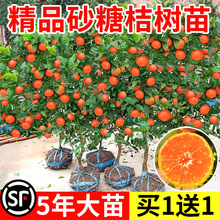 ɳ�ǽ��Ә���ɰ���������Թ��������ˮ���Ϸ������Nֲ��������