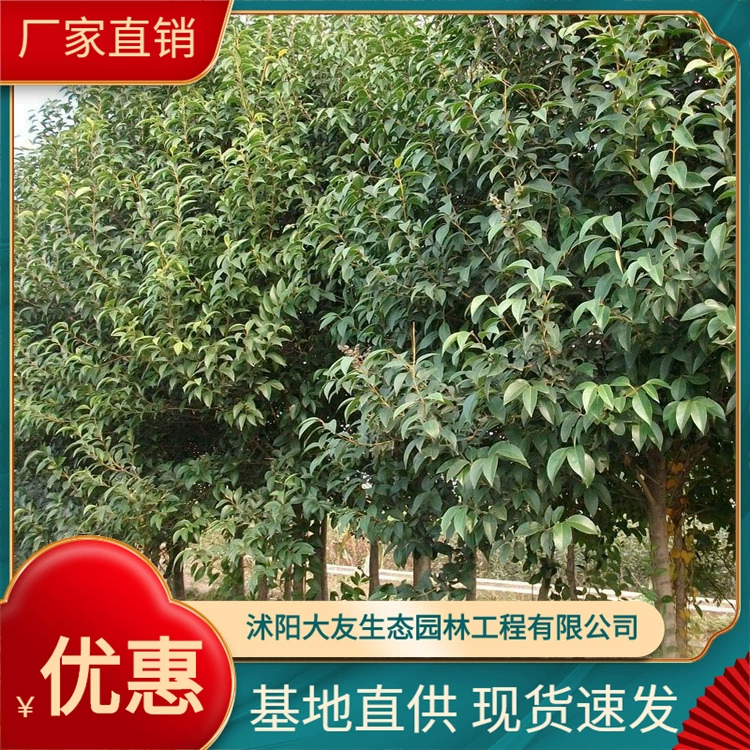 Оптовая большой лист privet цветок база питания всех видов инженерных растений все виды спецификаций большой лист privet