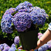 Hydrangea seeds, hydrangea, flowers seeds, all seasons of seasons, blooming courtyards, blooming outdoor flowers and grass seeds