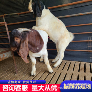 �������򲨠�ɽ�� ���� ɽ��r�� ����ɽ���Bֳ��