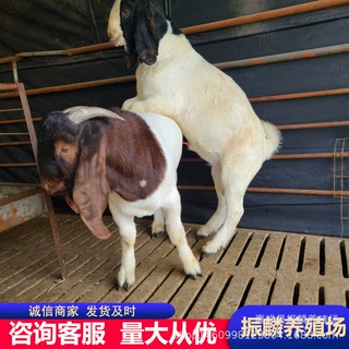 安徽肉羊波尔山羊 羊苗 山羊价格 波尔山羊养殖场