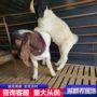 安徽波尔山肉羊羊苗