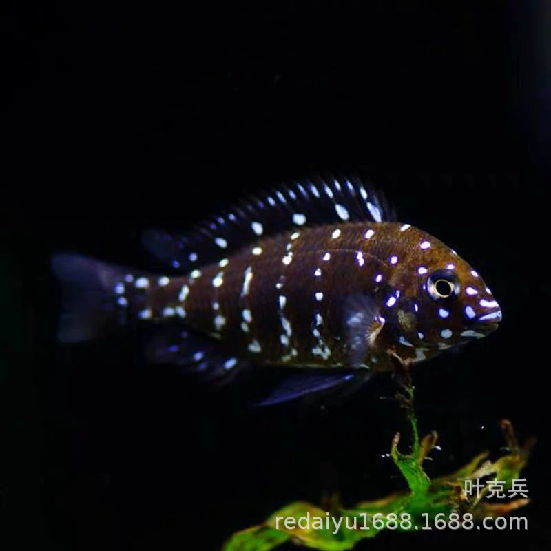 Шанхай Тропические Рыбы Декоративные Рыбы Оптовая Жемчужная Бабочка Рыба Три Озера Цихлиды Анютины глазки Голубое Лицо Бабочка Черно-белая Бабочка Ci