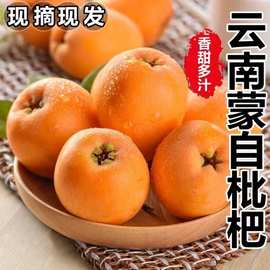 云南蒙自枇杷现摘现发孕妇新鲜水果当季水果产地直发整箱一件代发